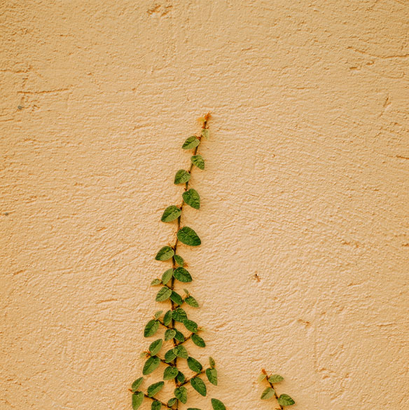 Pared